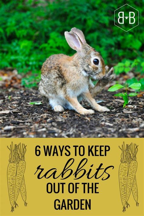 How To Get Rid Rabbits 7 Ways: How to Get Rid of Rabbits From Your Yard - AZ Animals